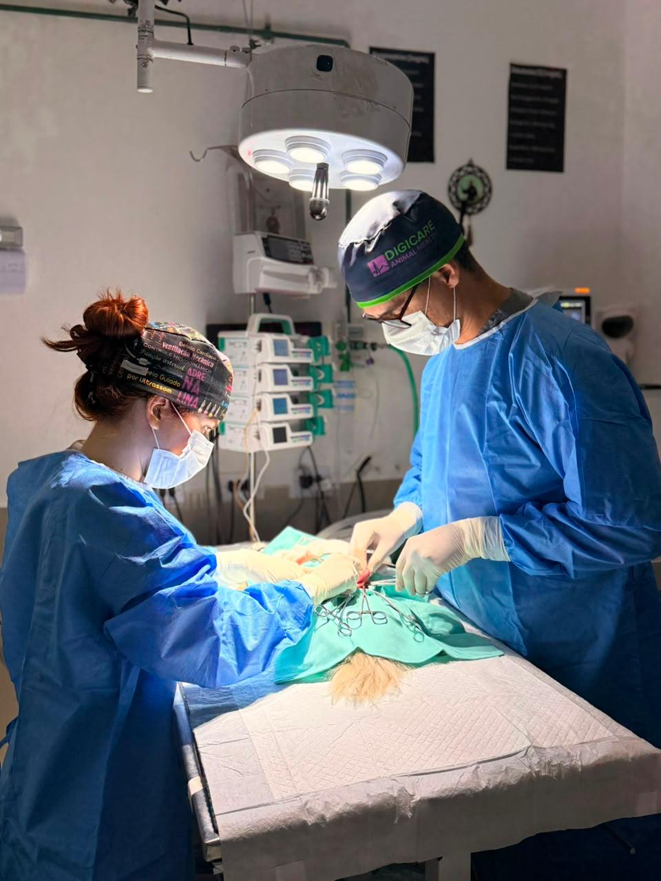 Procedimento veterinário na Mederi